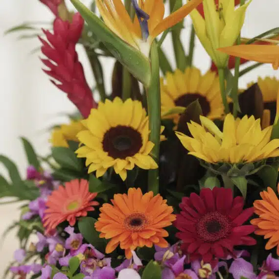 Primer plano extremo de Arreglo Floral GINGER con orquídea hawaiana, girasoles, gerberas y gotas de rocío, textura hiperreali
