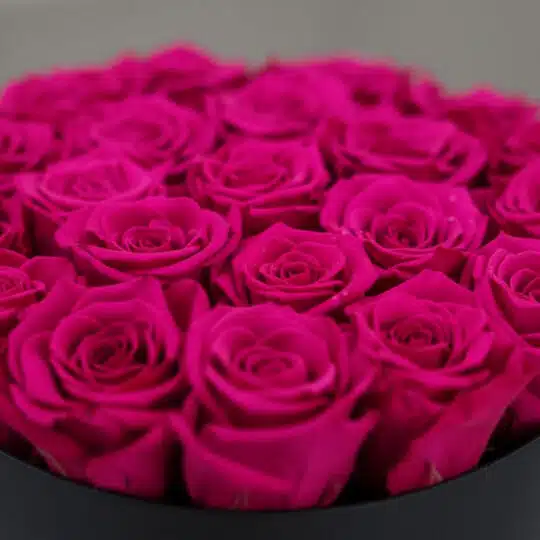Primer plano extremo de un arreglo floral Marena con 21 rosas fucsia vibrantes y frescas, con sutiles gotas de rocío y textur