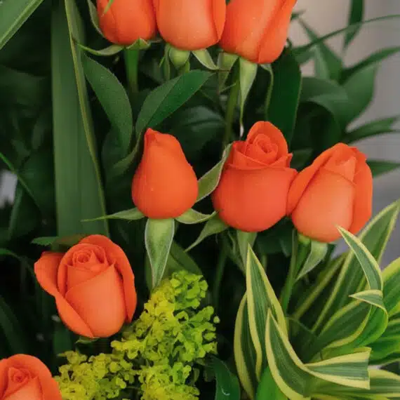 Primer plano extremo de un arreglo floral Romeo con rosas naranjas vibrantes, gotas de rocío sutiles y hojas verdes frescas,