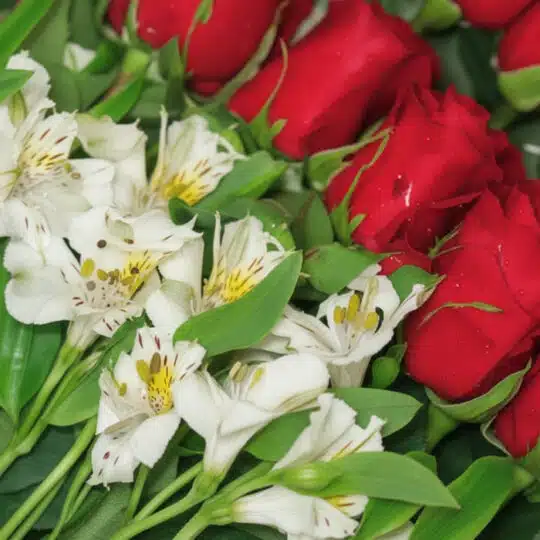 Primer plano extremo de una caja de 18 rosas rojas y alstroemerias blancas con gotas de rocío, resaltando texturas y colores