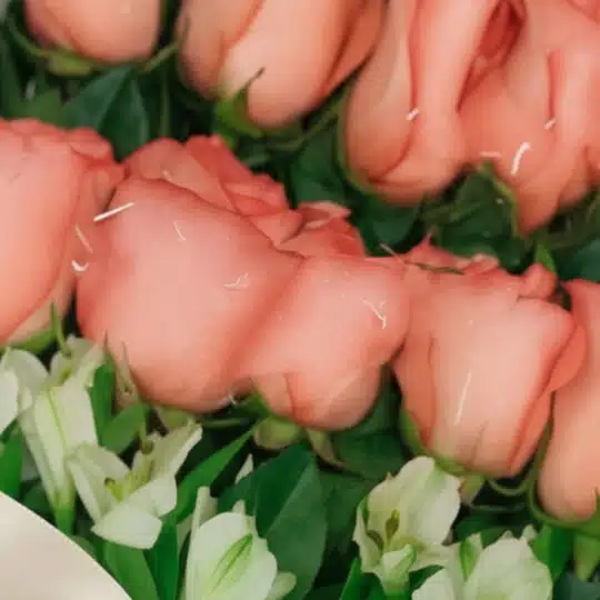 Primer plano extremo de una caja de 18 rosas rosadas con gotas de rocío, hojas verdes y flores blancas, destacando la textura
