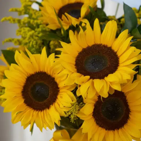 Primer plano extremo de un jarrón con 12 girasoles, mostrando texturas hiperrealistas, gotas de rocío y colores vibrantes baj