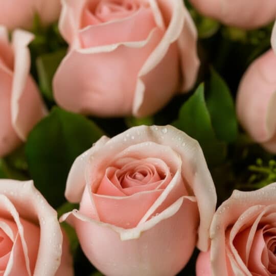 Primer plano extremo de rosas rosadas frescas con gotas de rocío, destacando la textura hiperrealista y colores vibrantes baj