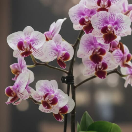 Primer plano extremo de Orquídea Phalaenopsis Antonella con pétalos blancos y púrpuras, textura hiperrealista y sutiles gotas