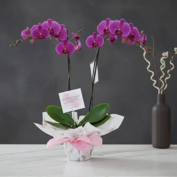 Orquídea Premium de Dos Tallos Deluxe: Elegancia Floral Excepcional Orquídea Premium de Dos Tallos Deluxe con flores moradas vibrantes y hojas verdes, presentada en una maceta elegante con envo
