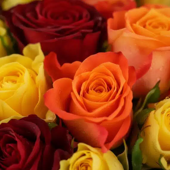 Primer plano extremo de rosas rojas, naranjas y amarillas del Ramo SYLVANA, con gotas de rocío y textura hiperrealista.