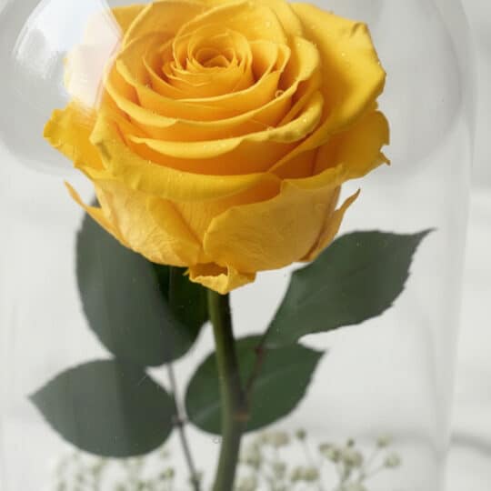 Primer plano extremo de la Rosa Eterna Donatella amarilla en domo de cristal, con gotas de rocío y textura hiperrealista.